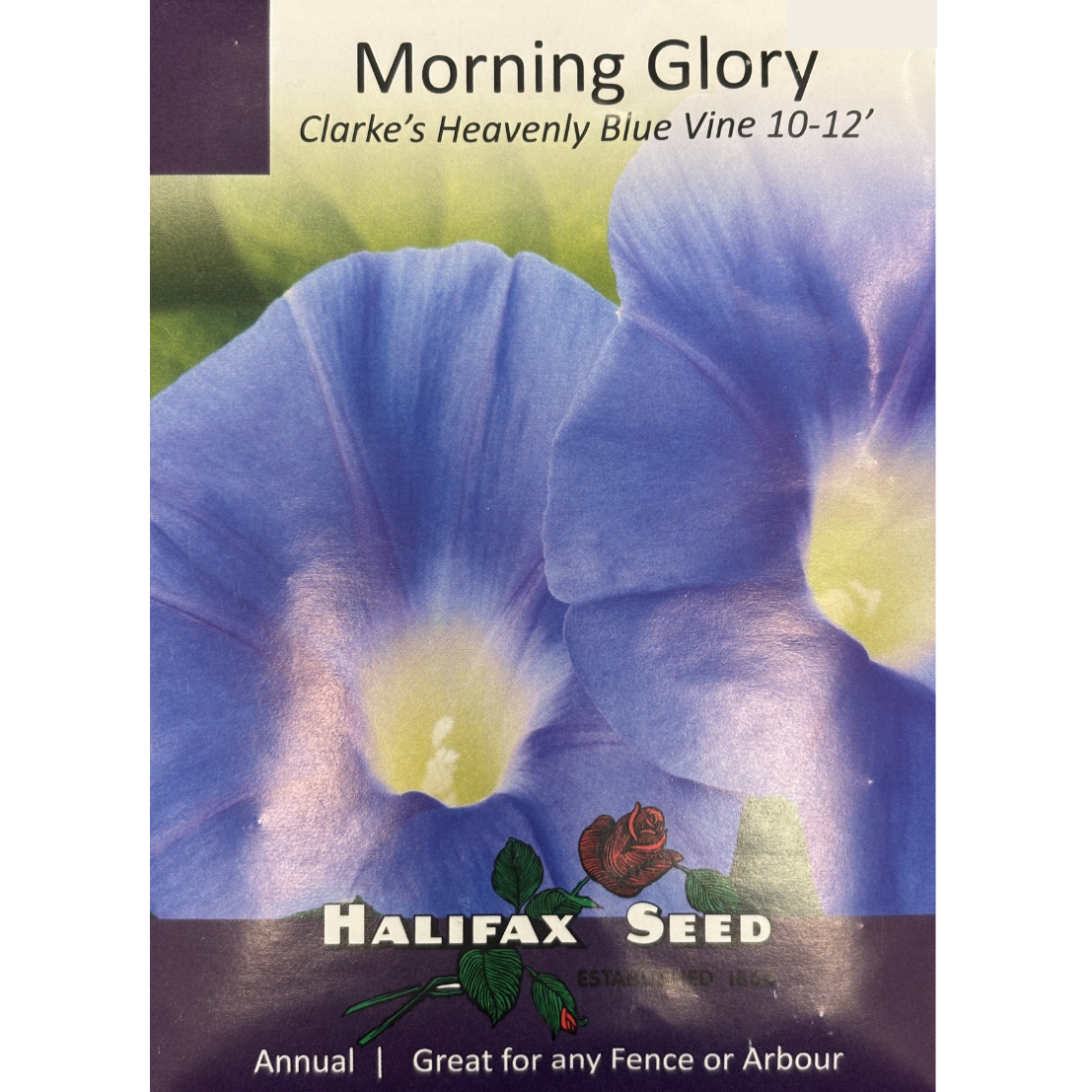 Halifax Seed Morning Glory Clarke's Heavenly Blue Pkg.