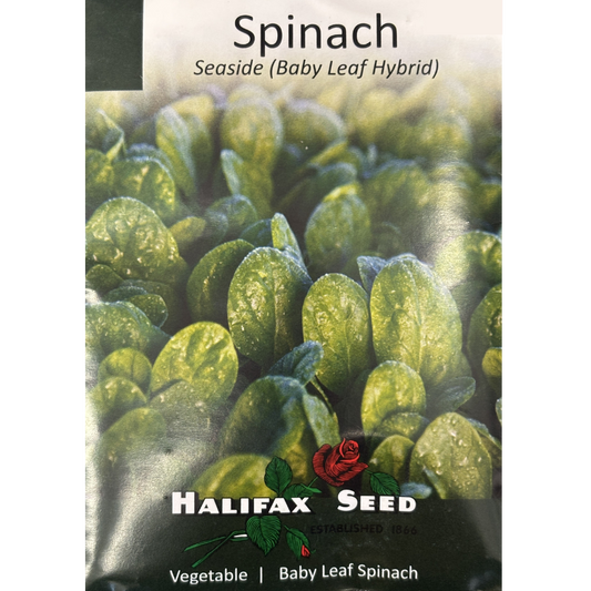 Halifax Seed Spinach Seaside Baby Leaf Hybrid Pkg.