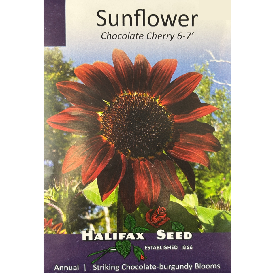 Halifax Seed Sunflower Chocolate Cherry 6-7'