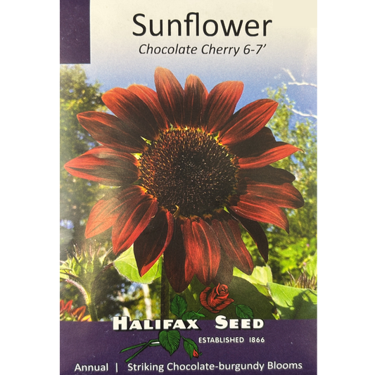 Halifax Seed Sunflower Chocolate Cherry 6-7'