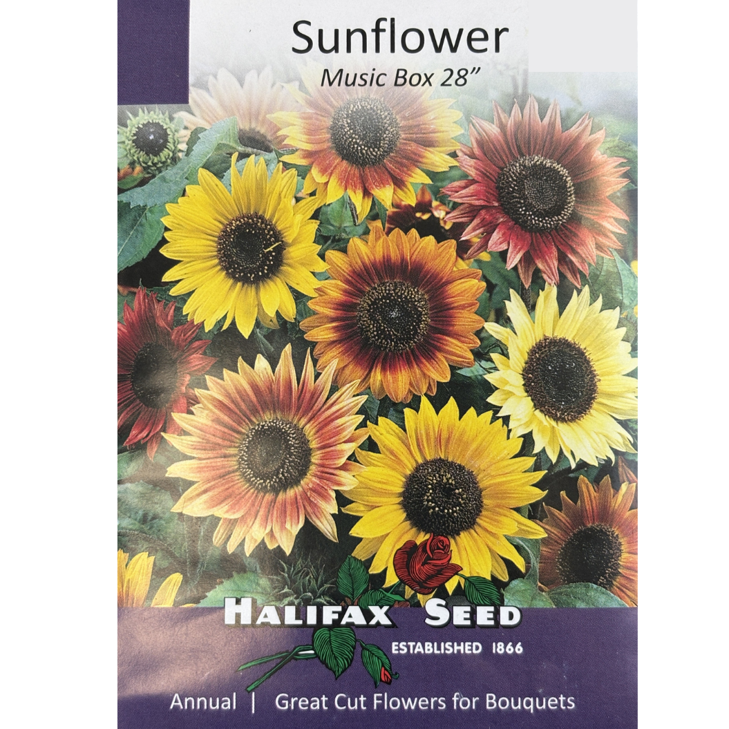 Halifax Seed Sunflower Music Box Pkg.