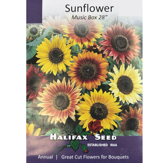 Halifax Seed Sunflower Music Box Pkg.