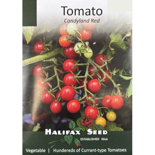 Halifax Seed Tomato Candyland Red Pkg.