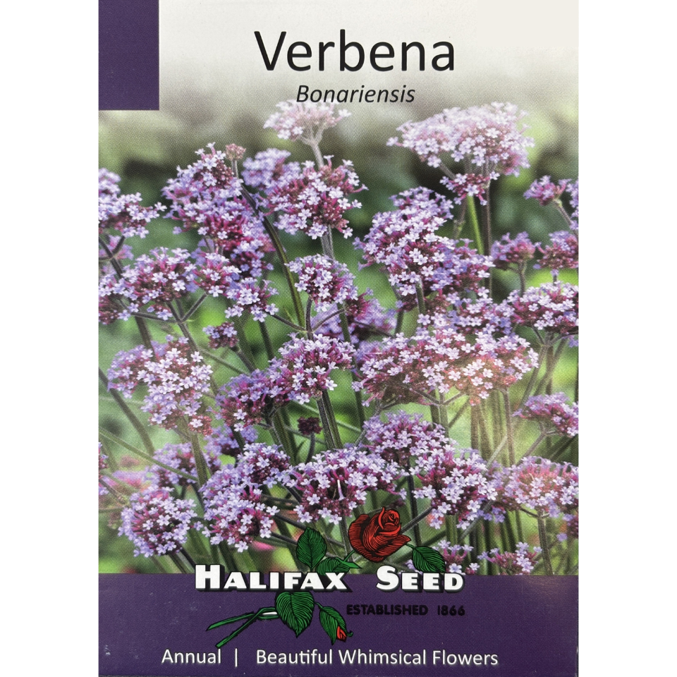 Halifax Seed Verbena Bonariensis Pkg.