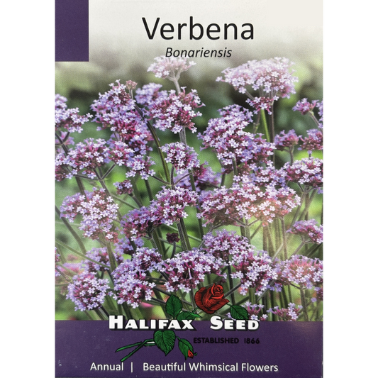 Halifax Seed Verbena Bonariensis Pkg.