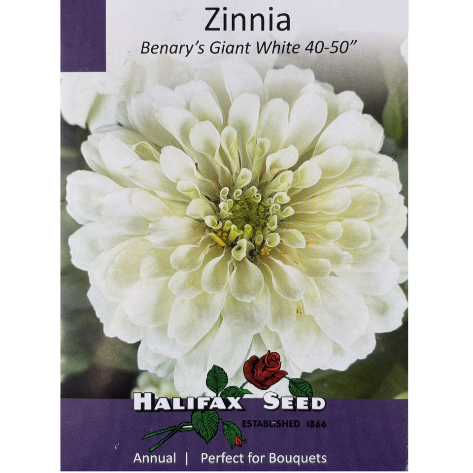 Halifax Seed Zinnia Benary's Giant White Pkg.