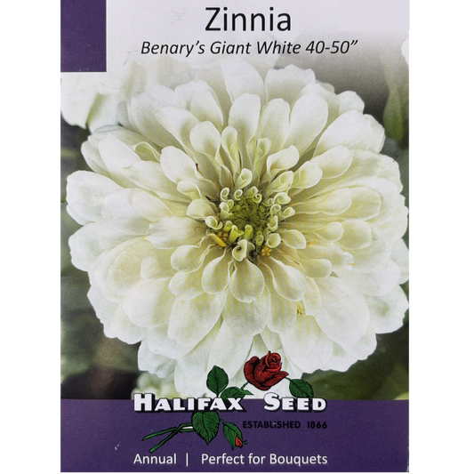 Halifax Seed Zinnia Benary's Giant White Pkg.