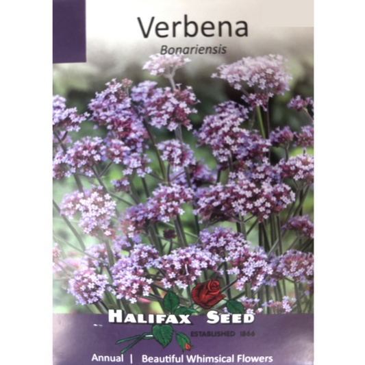 Halifax Seed Verbena Bonariensis Pkg.
