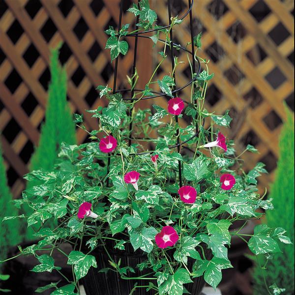 Morning Glory 'Happy Hour'