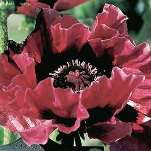 Oriental Poppy 'Harlem'