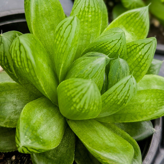 Haworthia cooperi