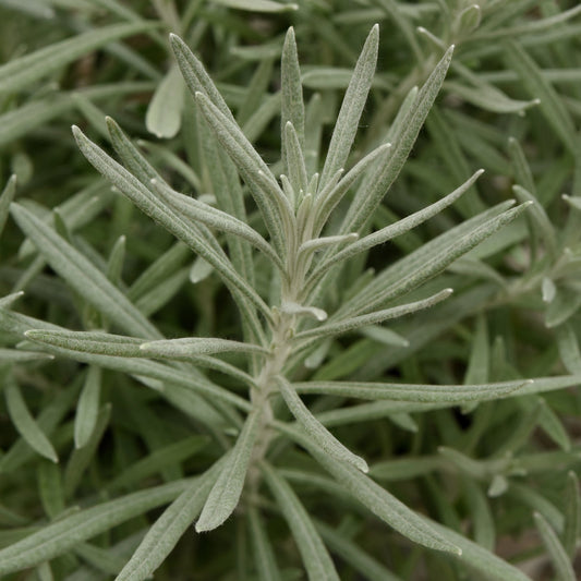 Helichrysum 'Silver'