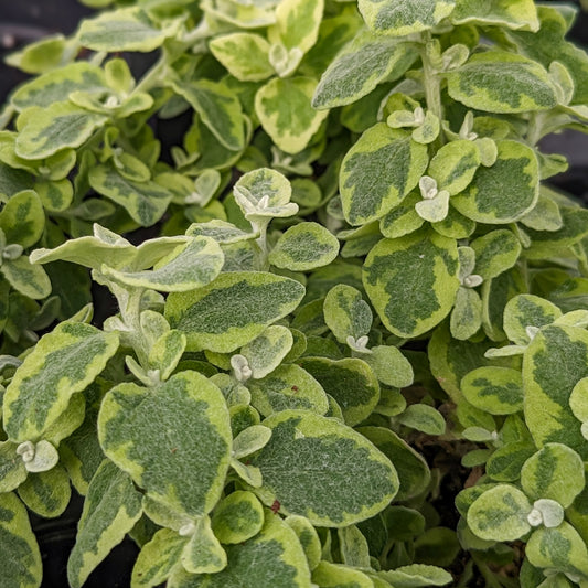 Helichrysum petiolare