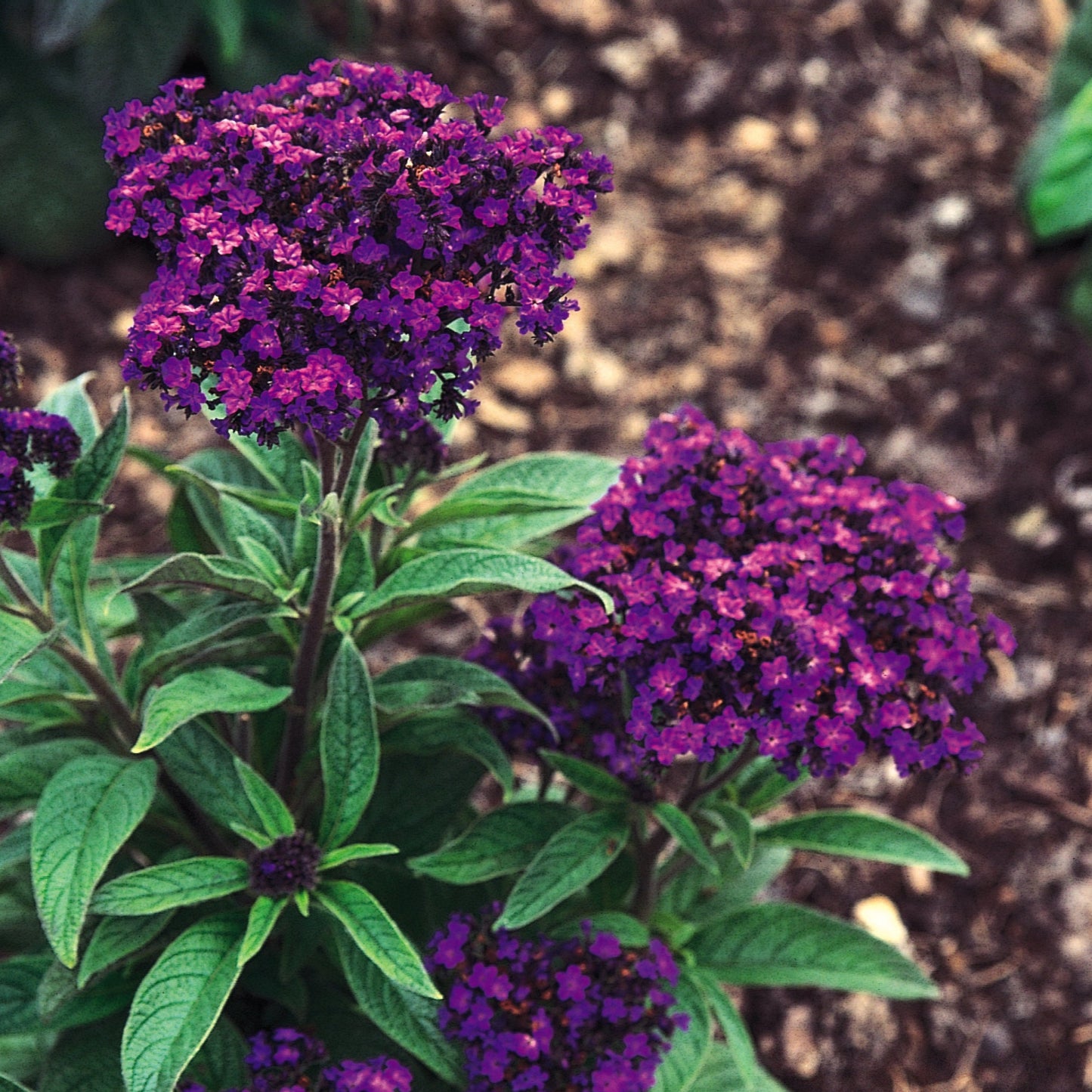 Heliotropium 'Garden'