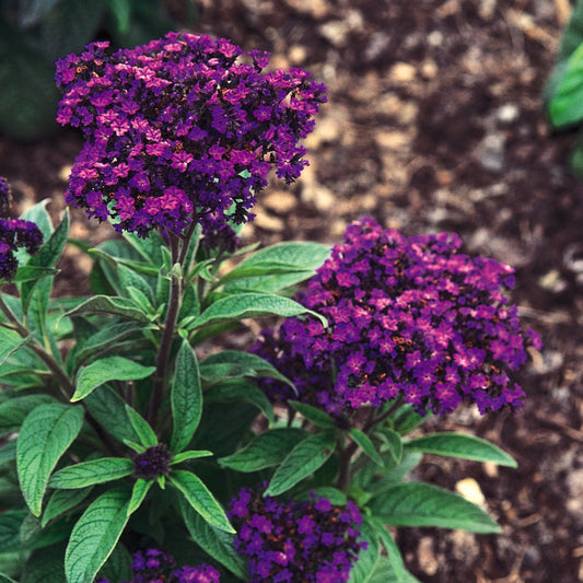 Heliotropium 'Garden'