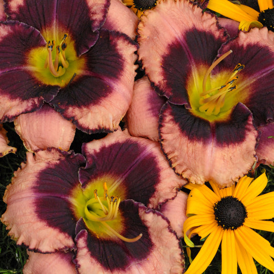 Daylily 'Daring Deception'