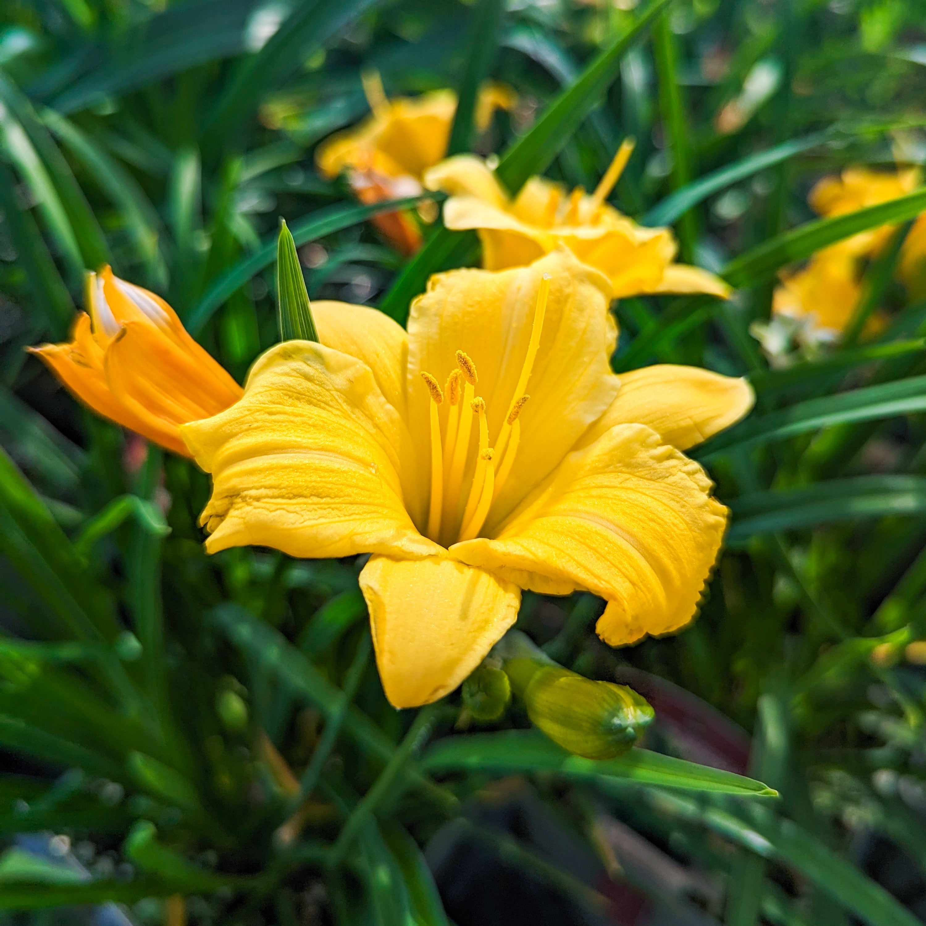 Re-Blooming Daylily 'Stella de Oro'