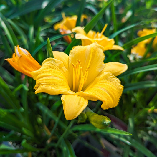 Re-Blooming Daylily 'Stella'