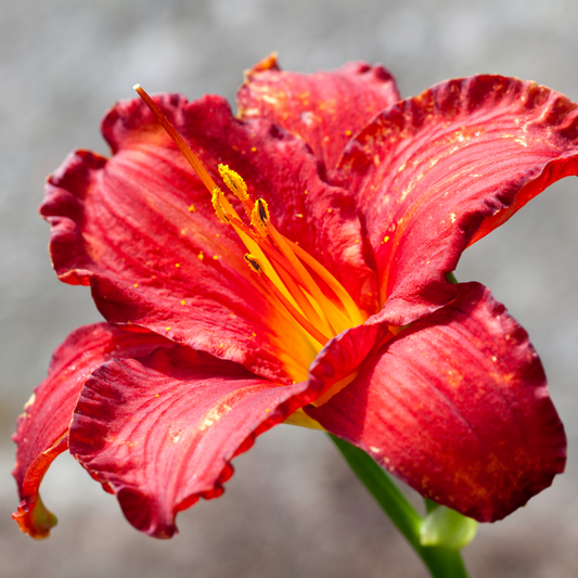 Daylily 'Chicago'