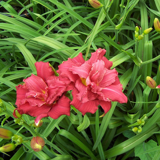 Re-Blooming Double Daylily