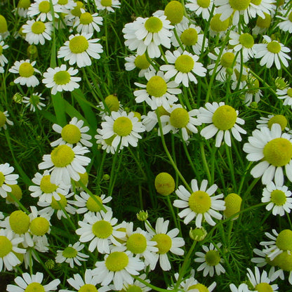 Chamomile 'German'