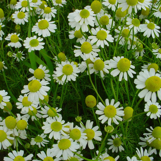 Chamomile 'German'