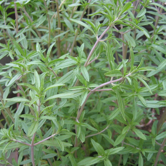 Summer Savory