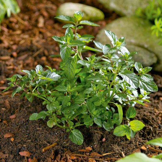 Mint 'Chocolate'