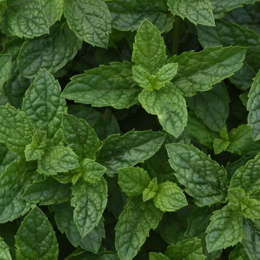 Mint 'Moroccan'