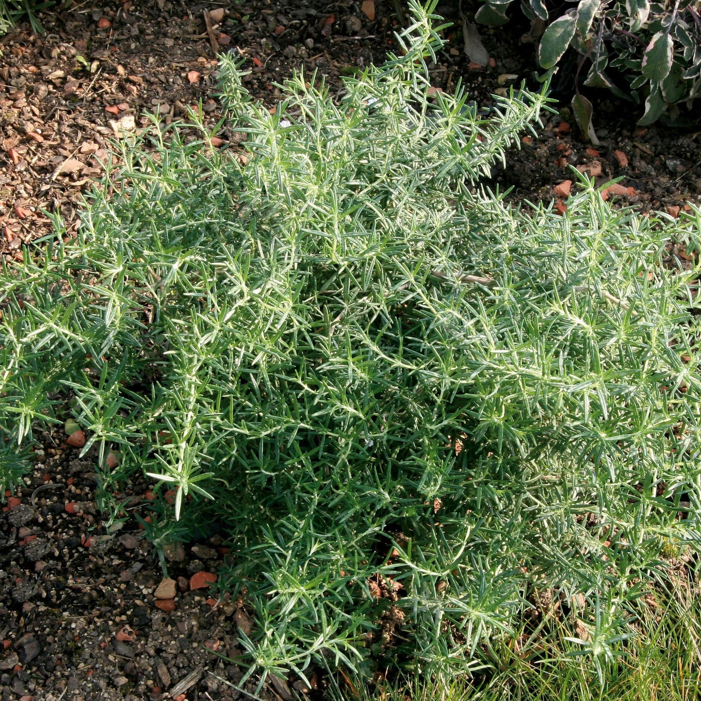 Rosemary 'Prostratus'