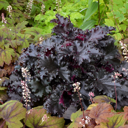 Coral Bells 'Black Taffeta'