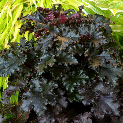 Coral Bells 'Black Taffeta'