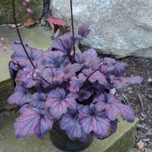 Coral Bells 'Electric Plum'