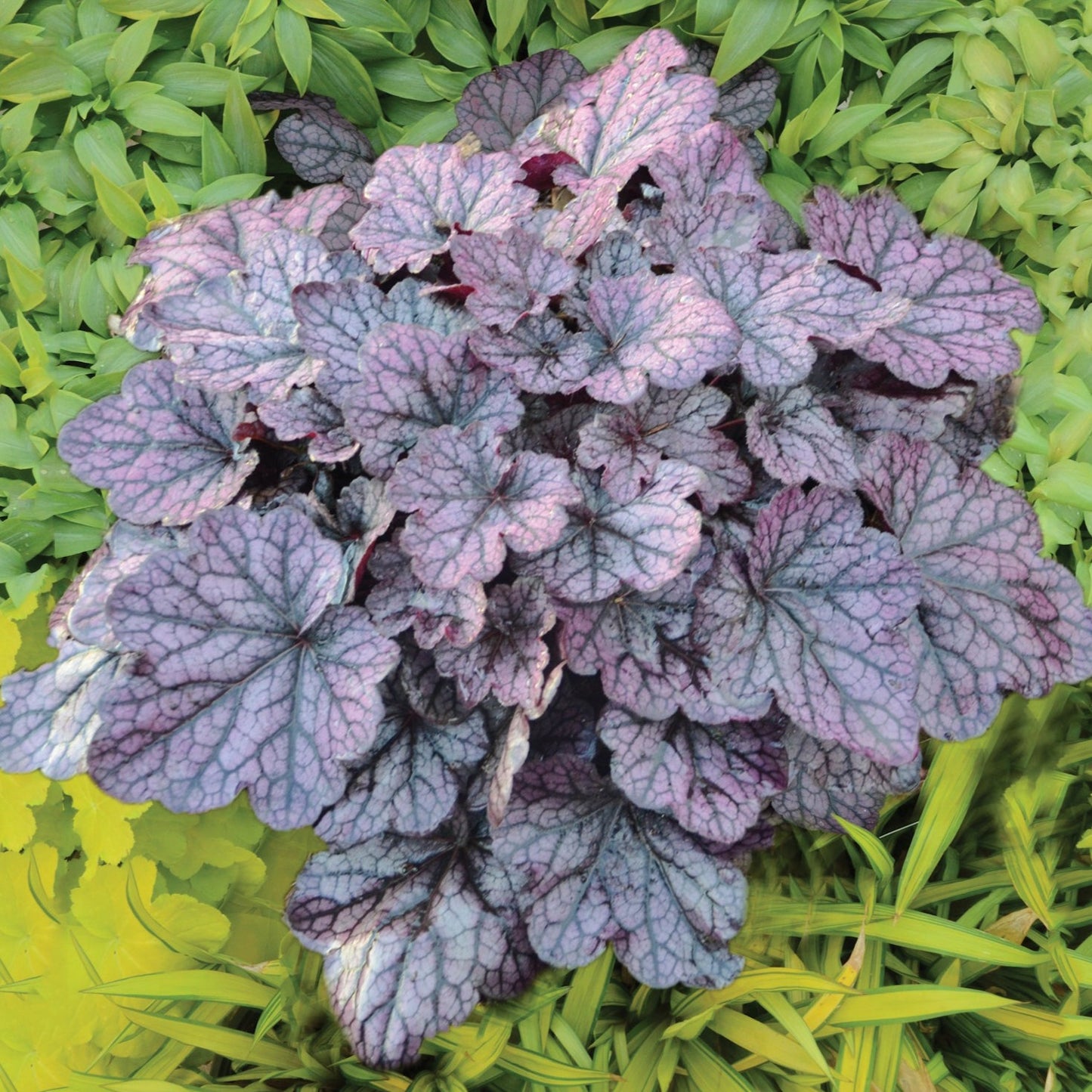 Coral Bells 'Grape Expectations'
