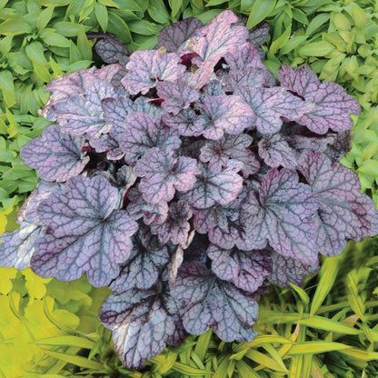 Coral Bells 'Grape Expectations'