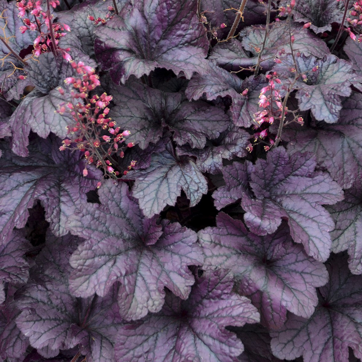 Coral Bells 'Grape Timeless'