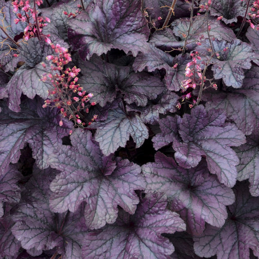 Coral Bells 'Grape Timeless'