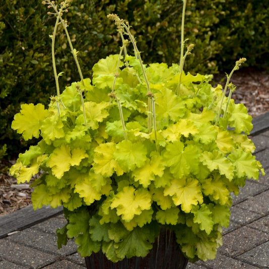 Coral Bells 'Lemon Love'