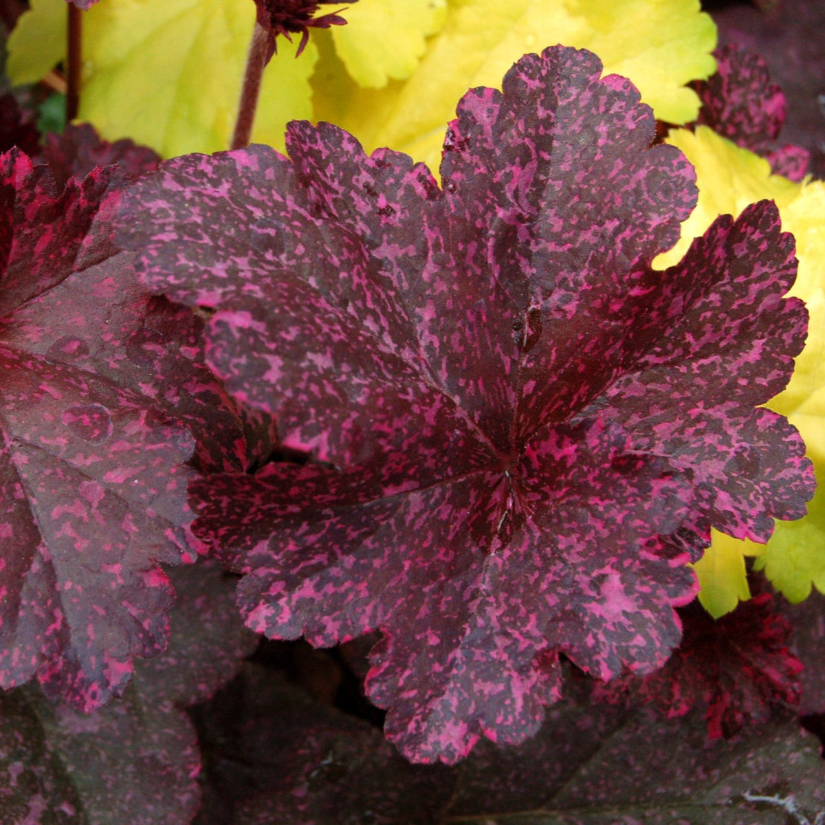 Coral Bells 'Midnight Rose'