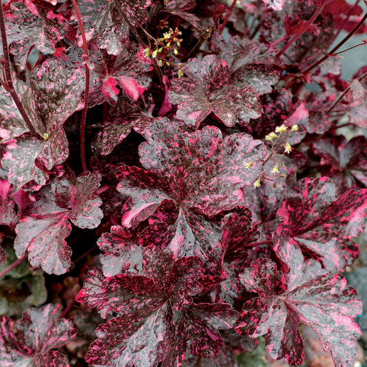 Coral Bells 'Midnight Rose'