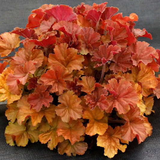 Coral Bells 'Northern Exposure™' Series