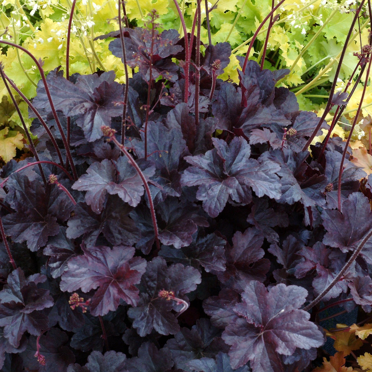 Coral Bells 'Obsidian'