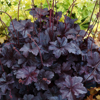 Coral Bells 'Obsidian'