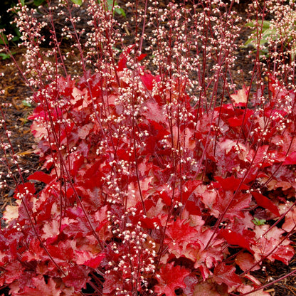 Coral Bells 'Peach Flambe'