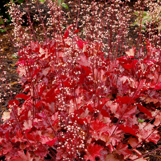 Coral Bells 'Peach Flambe'