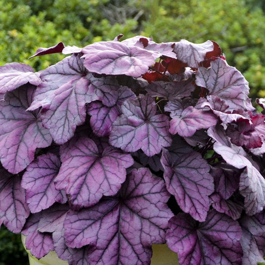 Coral Bells 'Pink Panther'