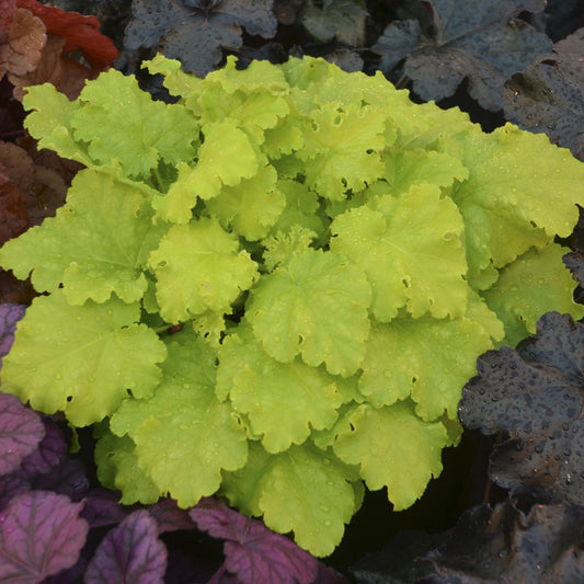 Coral Bells 'Twist of Lime'