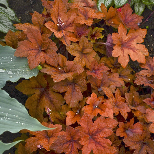 Foamy Bells 'Pumpkin Spice'