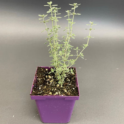 Thyme 'Hi-Ho Silver'