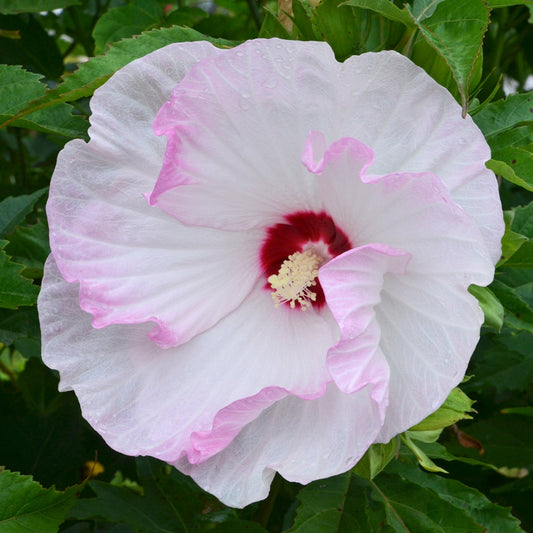 Hibiscus 'Summerific®'